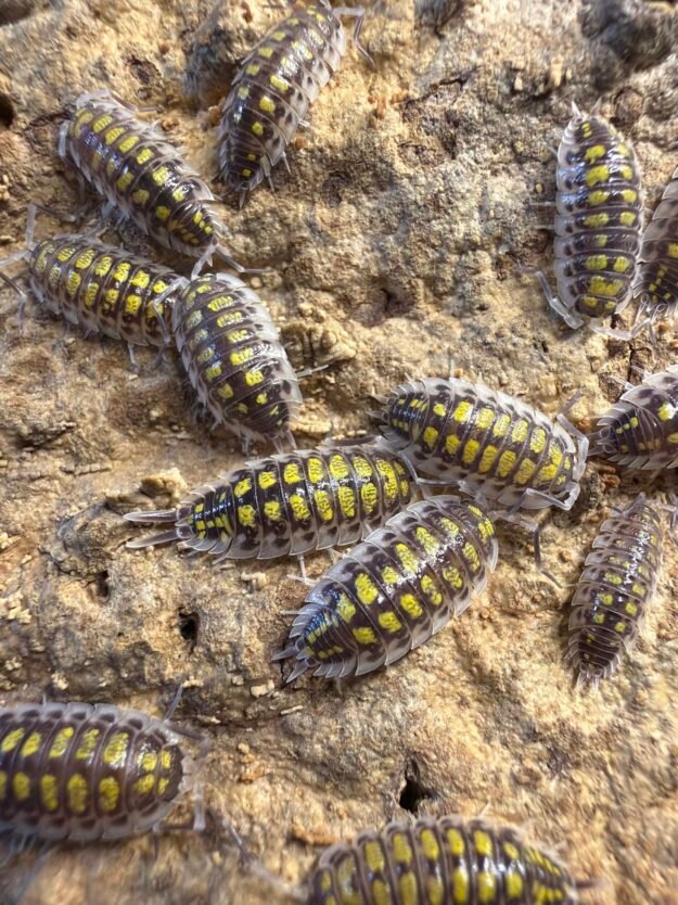 cropped image 26 scaled 1.jpg cropped image 26 scaled 1.jpg