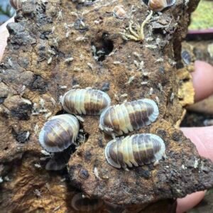 8+ Count of Cubaris sp. Cappuccino cropped image 9 scaled 1.jpg