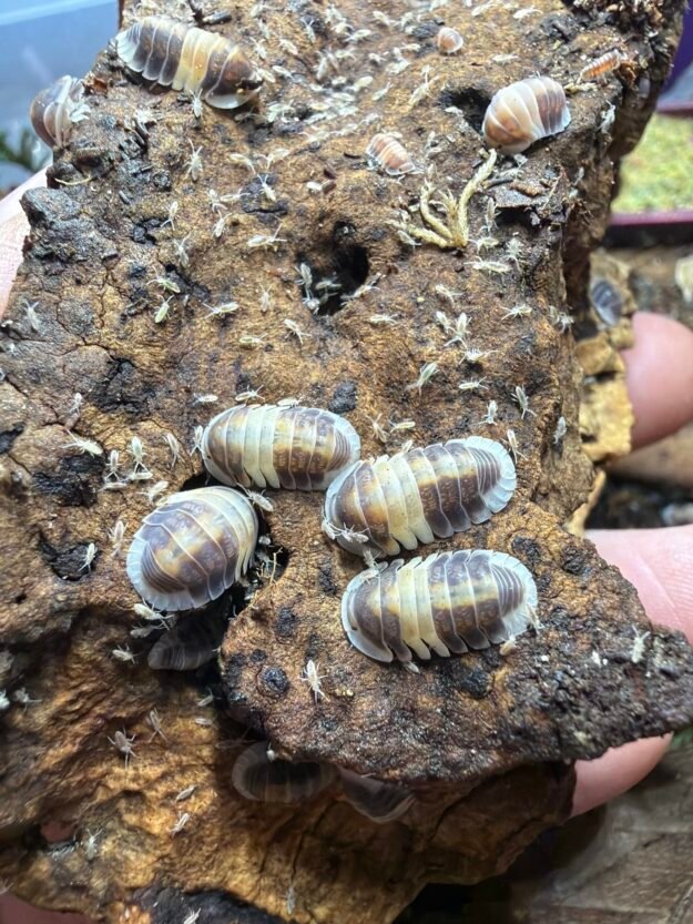 cropped image 9 scaled 1.jpg cropped image 9 scaled 1.jpg