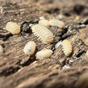 cropped received 1467466594251948.jpeg