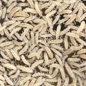 CUC bundle includes: 100”’s Folsolmia Candida, 50 Count Trichorhina Tomentosa, and 50 Count Porcellio Pruinosus “Oreo Crumble” cropped white springtails 2.jpg