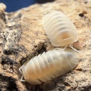 12 Ct Nesodillo Yeti cropped yeti1.jpeg