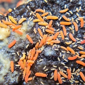 florida orange springtail 1