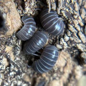 15 Ct Armadillo Officionalis - Spain officianalis