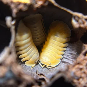 10 ct Cubaris Sp. Orange Freezy orange freezy