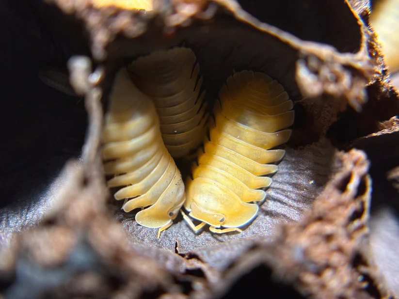 orange freezy orange freezy