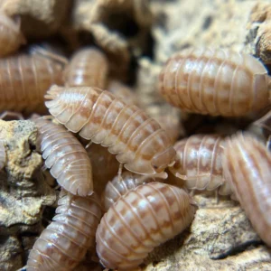 20 Ct Armadillidium Nasatum Peach peach
