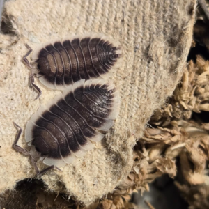 6+ Porcellio werneri Greek Shield pwerneri