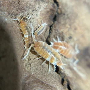 50 Ct Feeder Bundle | Dairy Cow, Milk Back, Red Koi, Floria Flowery red koi