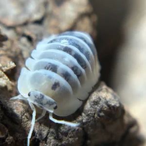 25 Ct Nesodillo Arcangelii Shiro Utsuri shiro