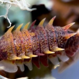 Henry’s Heart Surgery – Donation – 5+1 Pseudoarmadillio Gillianus 1000039463