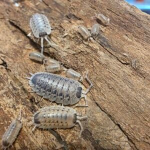 Porcellio Rubivan 12ct 20260415 194020