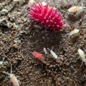 Rambutanura sp thailand 20ct 20260424 121542