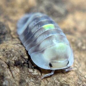 6+1 Amber Firefly img 1263