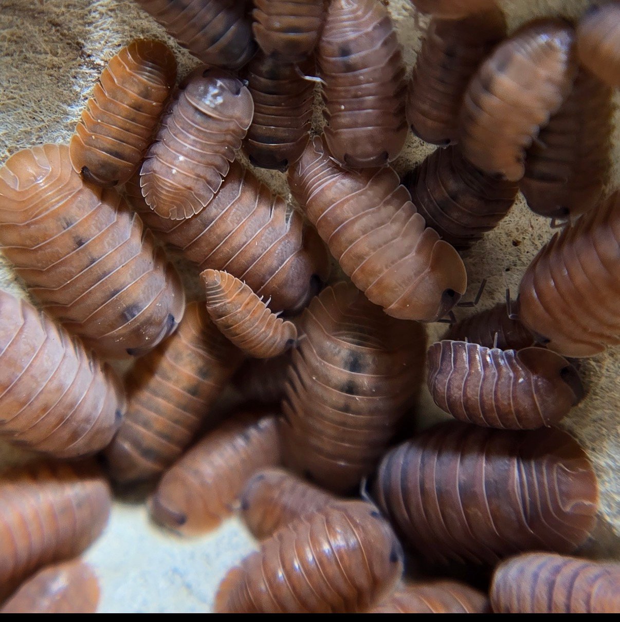 Caribodillo martinicensus salmon screenshot