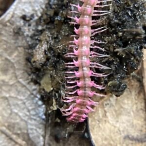5ct of True pink dragon millipedes (MICRO MAYHEM) img 5824