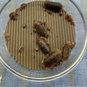 Filipinodillo sp Bikolano 10 count ***FREE Shipping*** img 6722