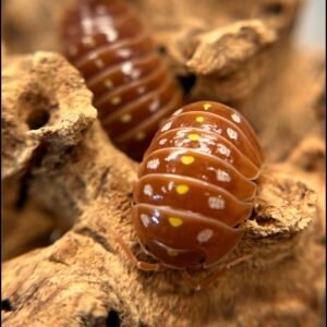 15+ count Armadillidium klugii "orange Montenegro" screenshot