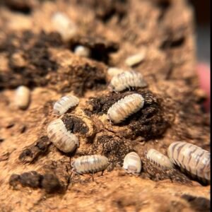 12+ Armadillidium cf. espanyoli “marbleized” screenshot