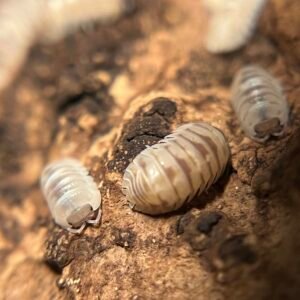 20+ Armadillidium espanyoli “marbleized” screenshot