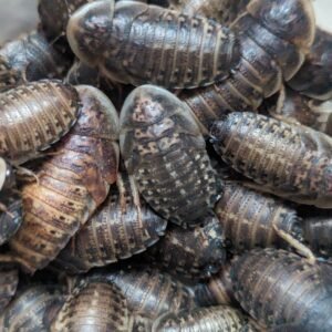 25+ Dubia Roaches pxl 20240223 160839640