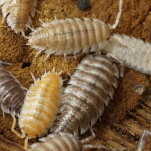 Porcellio hoffmanseggii “”Lottery Mix” 15ct Gentle Giants cropped dsc0472.jpeg