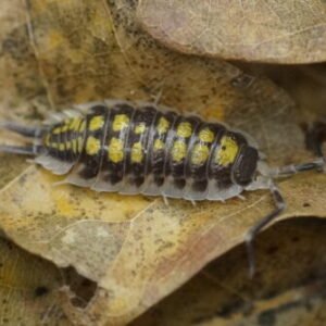 Porcellio haasi “High Yellow” 10ct Gentle Giants cropped dsc9960 scaled 1.jpeg