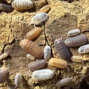Cubaris murina Mix - 20 count. Mixed Murina
