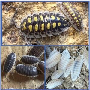 Gentle Giants - Porcellio Bundle 40 count cropped img 3125.jpeg