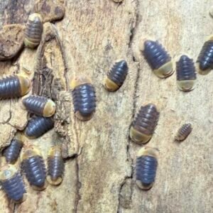 cropped img 3235.jpeg
