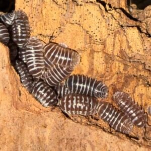 Armadillidium Maculatum Chocolate Zebra - 12 + 2 count cropped img 3301 scaled 1.jpeg