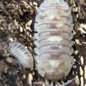 Armadillidium Espanyoli "Marbelized" - 10 Count cropped img 3322 scaled 1.jpeg