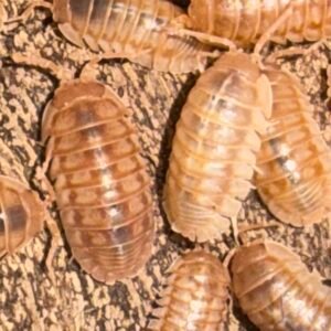 Armadillidium Nasatum Peach - 10 count cropped img 3330 1.jpeg