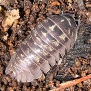 Armadillidium Depressum - 10 count cropped img 3331 scaled 1.jpeg