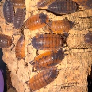 Porcellio scaber Lava - 15 count cropped img 3428 scaled 3.jpeg