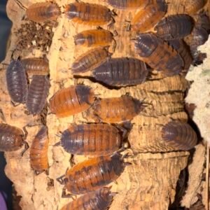 Porcellio scaber Lava 10+ count cropped img 3428 scaled 7.jpeg