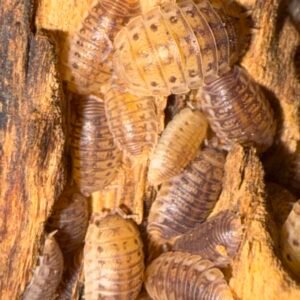 Agabiformius Lentus “Pumpkin Spice” - 15 + 2 count cropped img 3510 scaled 1.jpeg