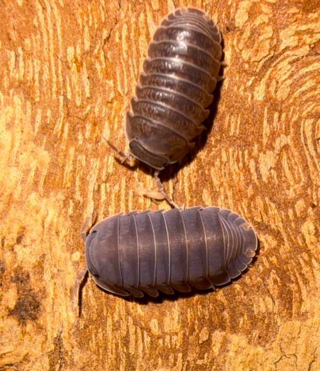 cropped img 3531 1.jpeg cropped img 3531 1.jpeg