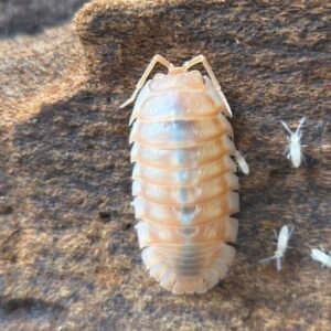 Armadillidium Nasatum Peach - 10 count cropped img 3569 scaled 2.jpeg