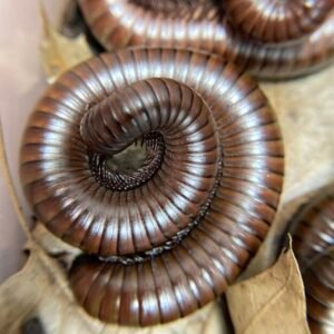 3ct of female giant Chocolate millipedes cropped img 5840 scaled 1.jpg