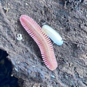 4ct Feather millipedes cropped img 9024 scaled 1.jpg