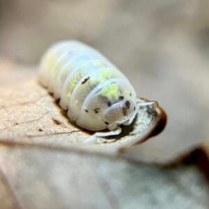 30+ count Armadillidium vulgare “American Magic Potion” cropped img 9545.jpeg