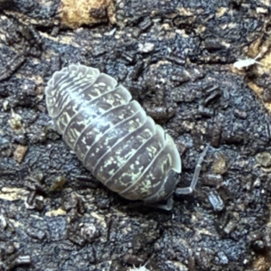 Armadillidium versicolor Ukraine - 50 count cropped image 5 25 26 at 12.43 pm 1.png
