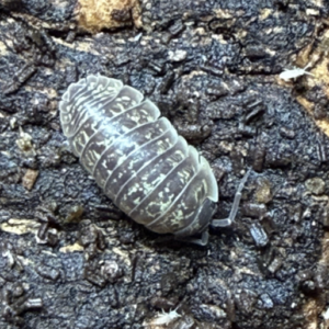 Armadillidium versicolor Ukraine - 10 count cropped image 5 25 26 at 12.43 pm.png
