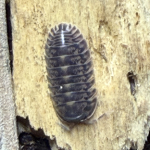 cropped image 5 25 26 at 2.10 pm 1.png