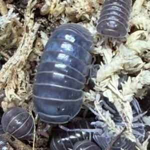 ARMADILLO OFFICINALIS HISSING ISOPOD- BLACK (SPAIN)- 30 COUNT cropped cropped img 2956 1 scaled 6.jpeg