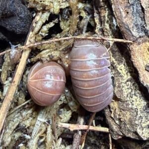 Armadillo officinalis Hissing Isopod (Red) 10 + 2 count cropped cropped img 2957 scaled 1 1.jpeg