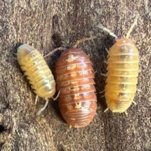 Armadillidium vulgare St. Lucia - 10 count cropped cropped img 2968 1.jpeg