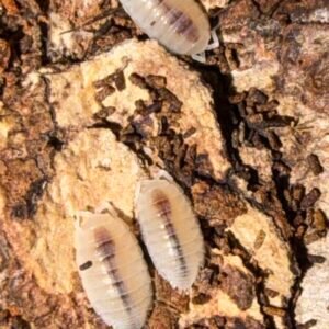 Porcellio sp. Spiky Canare 10 count (dwarf) cropped cropped img 3073 scaled 1.jpeg