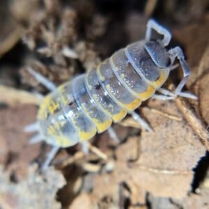 Porcellio Ornatus Witches brew 6+1 count cropped cropped img 3115 1.jpeg
